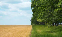 Regenerative Farming Works—but the System Keeps It out of Reach