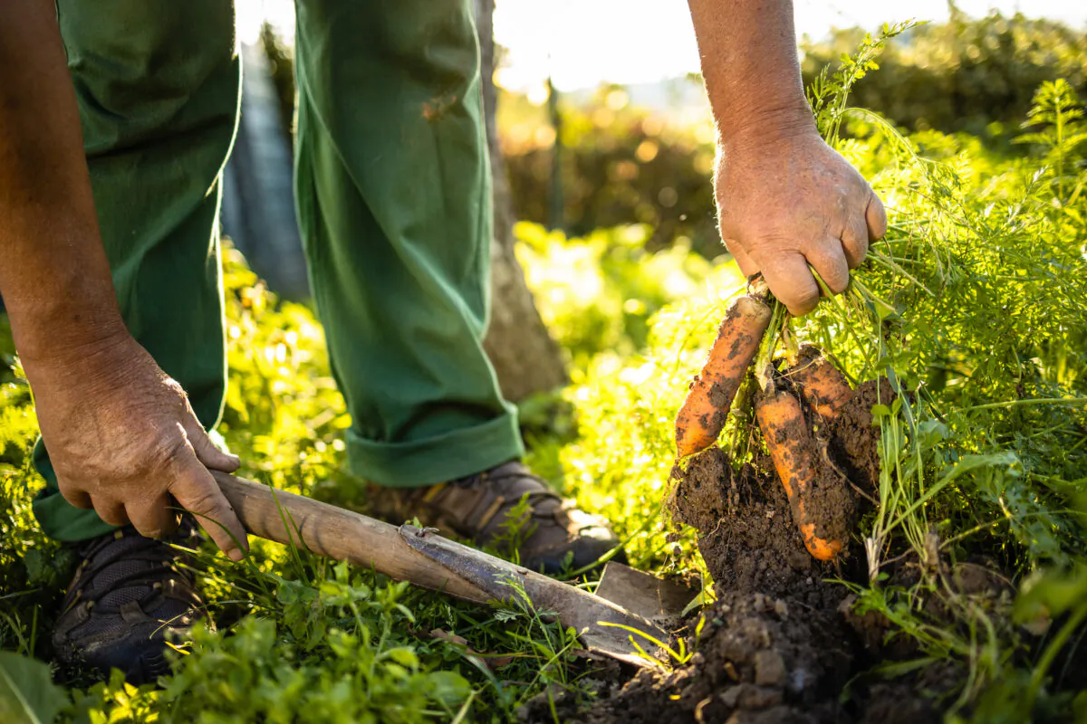 Eight percent of Canadians say they’ll grow food at home this year for the first time, a new survey says. (lightp oet/Shutterstock)