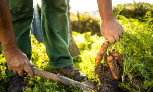 Soil-Friendly Farming Produces Healthier Food