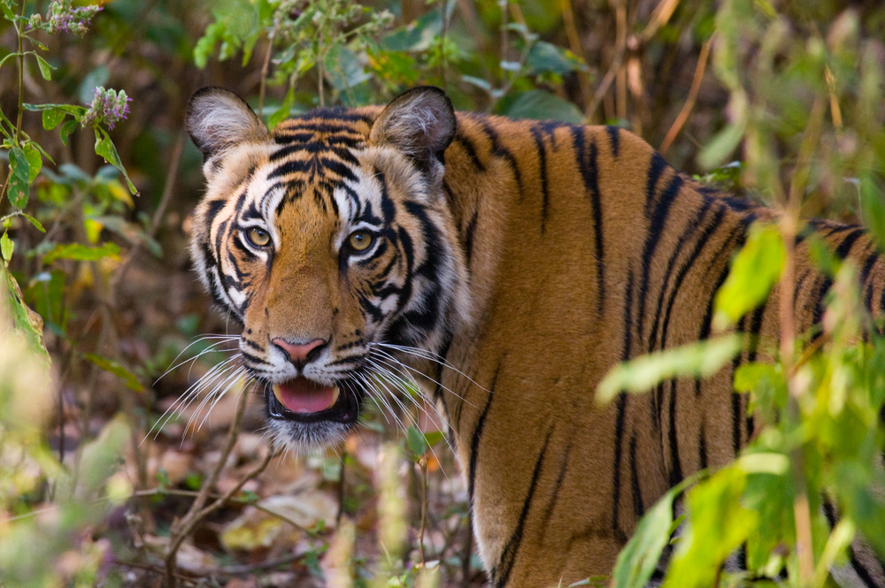 Portrait,Of,A,Tiger,In,The,Wild.,India.,Bandhavgarh,National