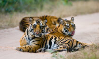 World’s Tiger Population Is 40 Percent Higher Than Previously Estimated: Conservation Group