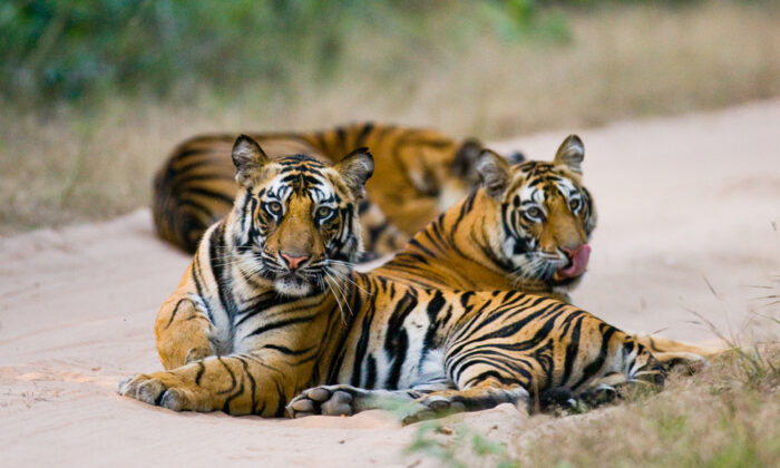 Tigers are seen on the road in Bandhavgarh National Park in Madhya Pradesh, India, in this file photo. (Gudkov Andrey/Shutterstock)
