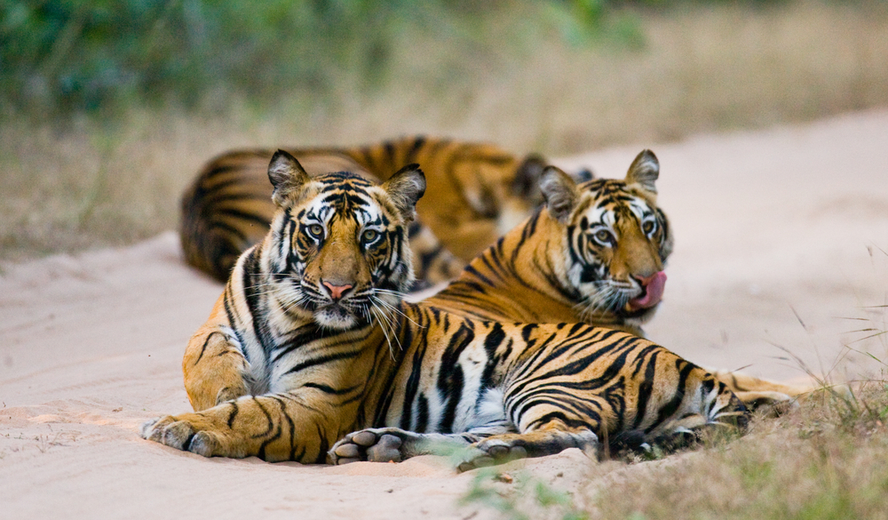 Group,Of,Wild,Tigers,On,The,Road.,India.,Bandhavgarh,National