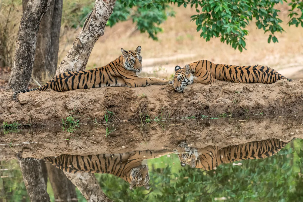 Tigers in Bandhavgarh National Park, Madhya Pradesh, India. (Ashit choudhary/Shutterstock)