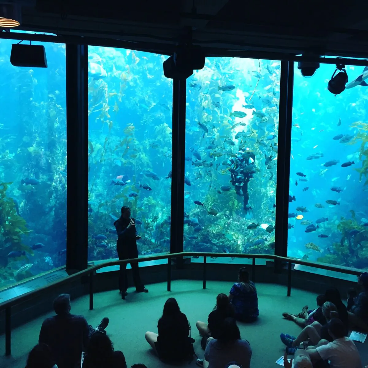 Visitors view fish being fed in the Kelp Forest tank at The Monterey Bay Aquarium the on March 2, 2016 in Monterey, California, USA. (photocritical/Shutterstock)