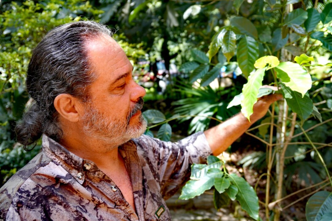 Coffee Shortages in Latin America Spell Trouble for US Consumers