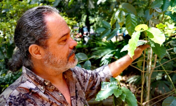 Fernando Jordan holding one of his coffee plants on April 20, 2022. (Cesar Calani/The Epoch Times)
