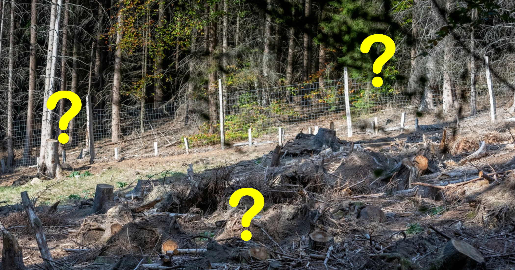 Can You Spot the Perfectly Camouflaged Young Deer Hiding in This Woodland-Setting Photo? - Vimarsana News
