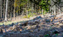 Can You Spot the Perfectly Camouflaged Young Deer Hiding in This Woodland-Setting Photo?