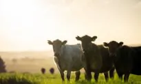 Regenerative Agriculture Can Make Farmers Stewards of the Land Again
