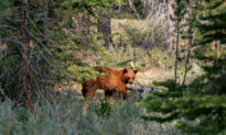 California Family Finds 5 Bears Hibernating Under Their Lake Tahoe Home