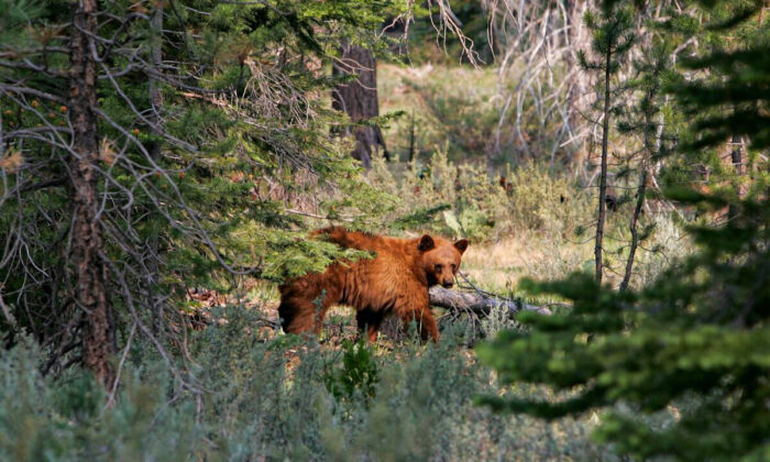 A brown bear walks through a meadow after descending a tree near the Angora fire line, in South Lake Tahoe, Calif., on June 27, 2007. (Justin Sullivan/Getty Images)