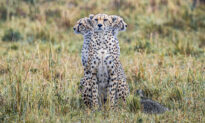 Rare Photo: Cheetah Seems to Have ‘3 Heads’ in This Perfect Safari-Time Illusion