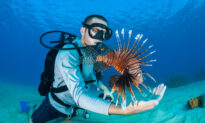 Eat ‘Em to Beat ‘Em: Lionfish Cuisine Puts an Invasive Species on the Dinner Table