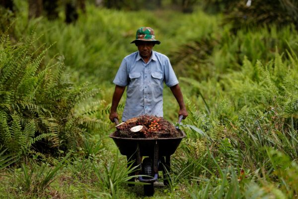 Indonesian palm oil worker