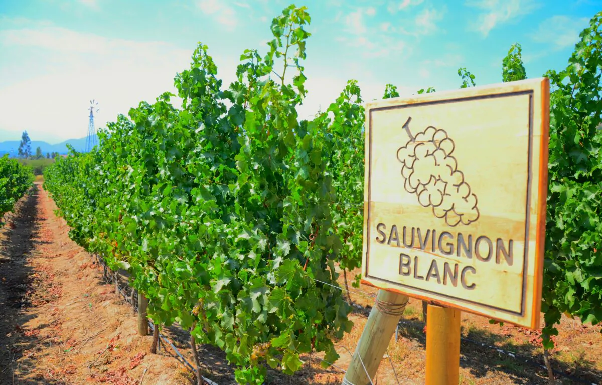 Vineyard of Sauvignon Blanc in Chile. (Shch/Shutterstock)