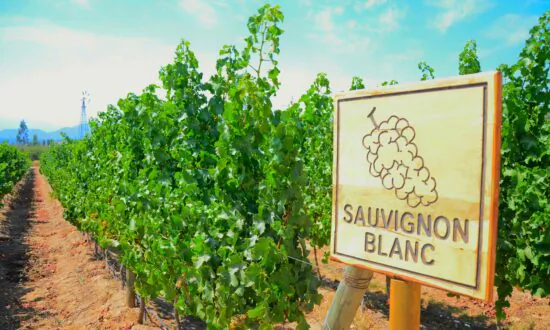 The Significance of Sauvignon Blanc