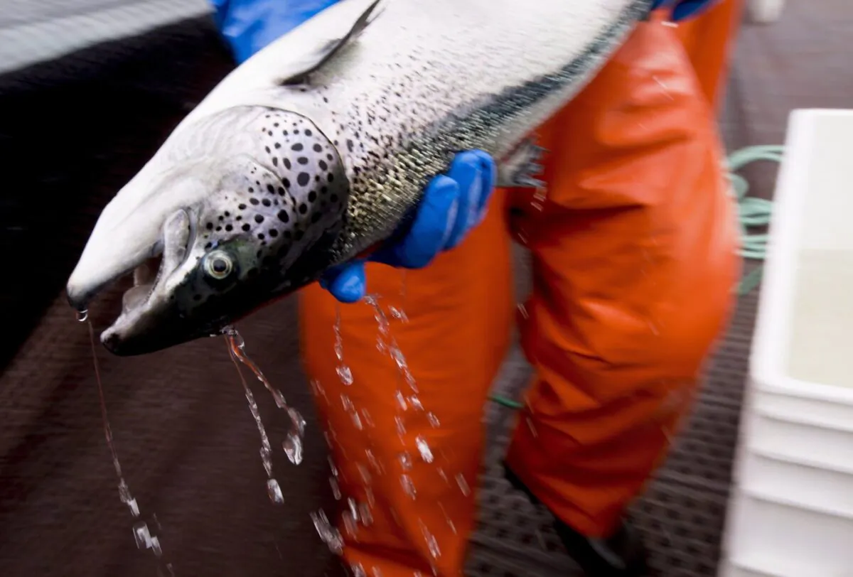 An Atlantic salmon is seen during a Department of Fisheries and Oceans fish health audit near Campbell River, B.C. Oct. 31, 2018. (The Canadian Press/Jonathan Hayward)