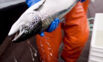 Federal Decision to Shut Down BC Salmon Farms Prompts Company Court Challenge