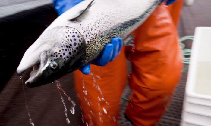 An Atlantic salmon is seen during a Department of Fisheries and Oceans fish health audit near Campbell River, B.C. Oct. 31, 2018. (The Canadian Press/Jonathan Hayward)