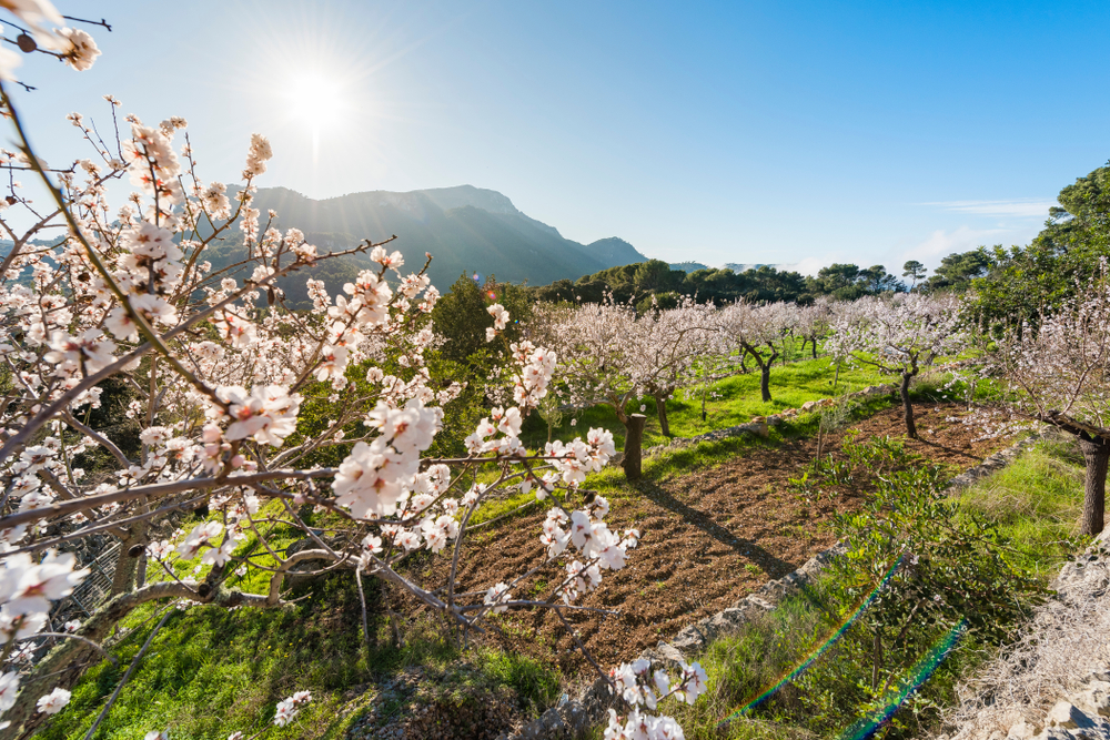 Flowering,Almond,Trees,In,The,Countryside,Of,Mallorca.,Spain