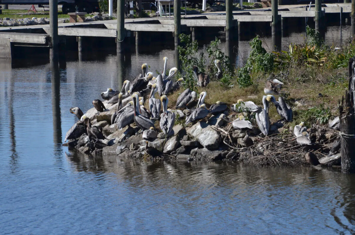 The Delta has a significant bird population. This group of pelicans dries off in the sun along the canal in Yscloskey. (Kevin Revolinski)