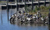 Beyond Bourbon Street: Touring the Delta
