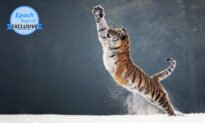 Photos: Award-Winning Photographer Snaps Tiger ‘Lahja’ Playing in the Snow, and More