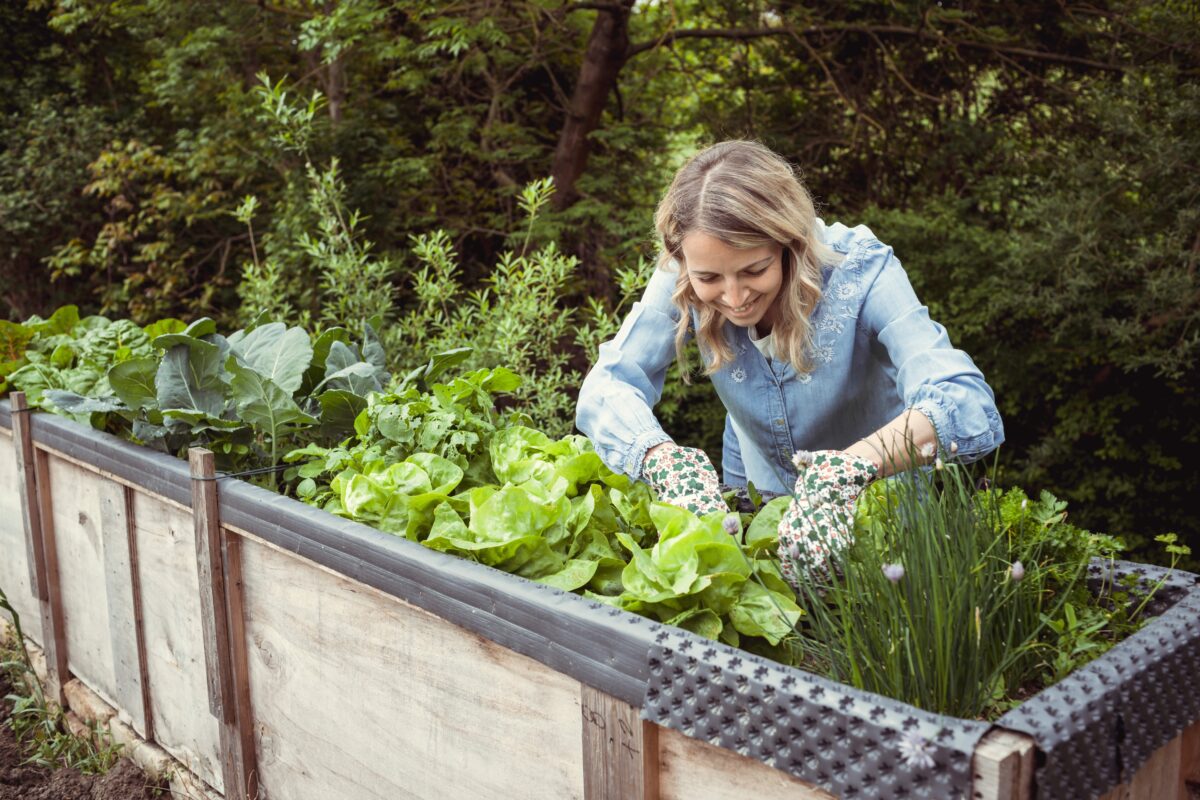 a woman working in a container garden with lettuce and herbs