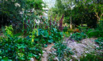 Food Forests for Life and Prosperity