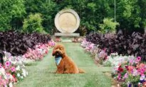 Furry Sympathy: Aunt Bea the Comfort Dog