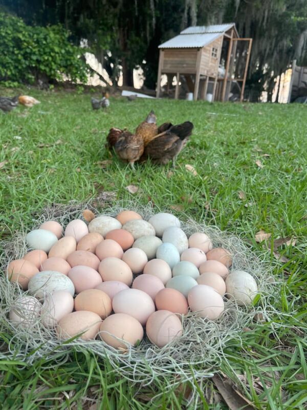 A display of the colorful eggs laid by Amy Ward's chickens.