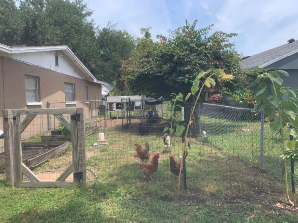 Chickens enjoying their backyard home in Winterhaven, Florida. 
