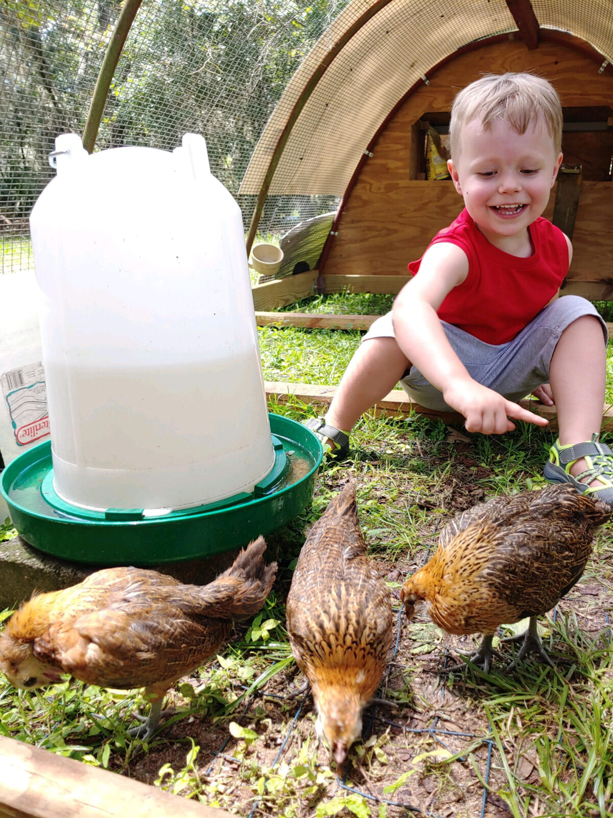 Meredith Meeks' son plays with their chickens inside the spacious, mobile chicken coop. 