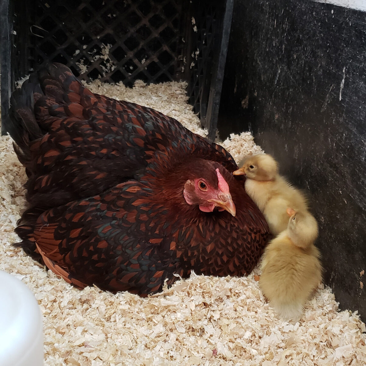 The Golden Laced Wyandotte, Miss Mimi, and her ducklings. 