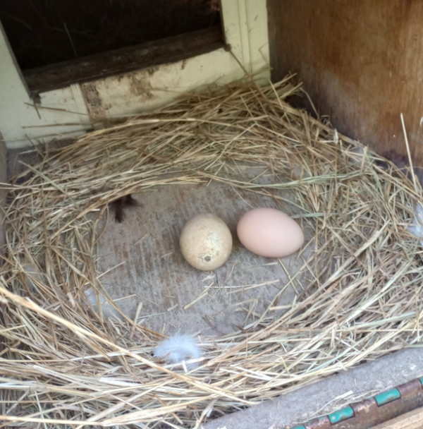 Two eggs in the nesting box of the chicken coop, built by Joe Heinz of Hernando County, Florida. The one on the left is fake. It's used to teach young hens where they're supposed to lay their eggs. It belonged to his grandmother, who used to use it to teach her chickens where to lay their eggs.