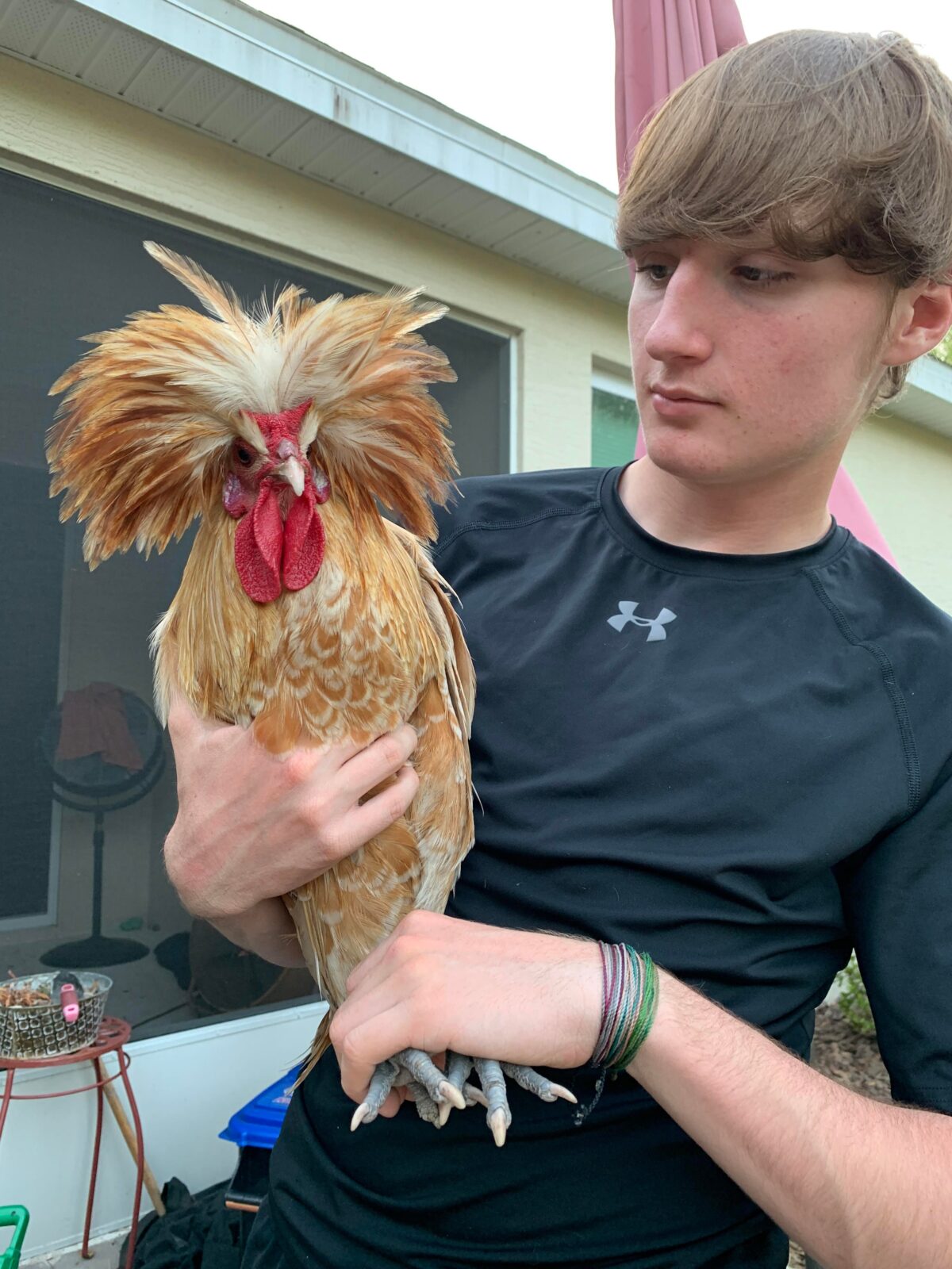 Kyle Maples, aged 17, holds a popular ornamental breed of chicken known as a Polish.