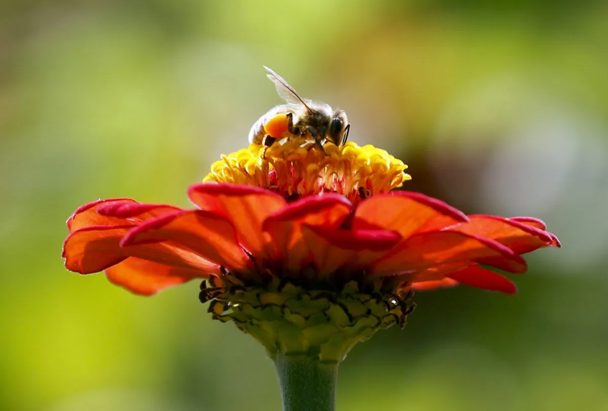 A honeybee works atop gift zinnia in Accord, N.Y., on Sept. 1, 2015. (Mike Groll/AP Photo)