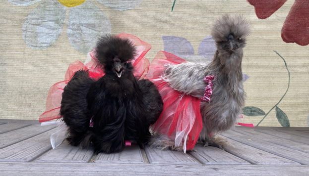 Silkies are a popular ornamental breed of chicken. Their small size, adorable features, and gentle temperament make them a favorite choice for children. (Patricia Tolson/The Epoch Times)
