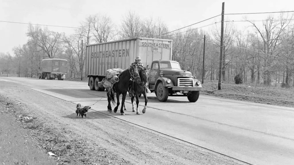 Annie Wilkins and her animal entourage often had to brave modern highways on their trek across the states. (Courtesy of BYU Radio)