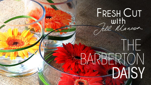 Tribute to the Barberton Daisy | Fresh Cut