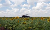 Unilever Using Rapeseed Oil Following War-Induced Shortages of Sunflower Oil