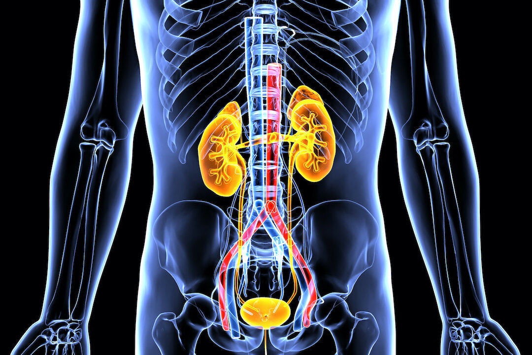human urinary system kidney anatomy 3d illustration