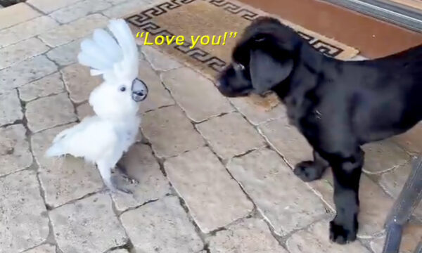 VIDEO: Parrot Falls in Love With Owner's Puppy, Says 'I Love You' Every Chance She Gets