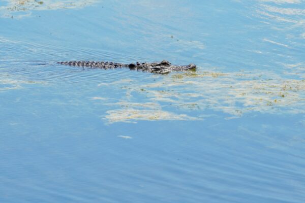 An alligator swims in Taylor Lak
