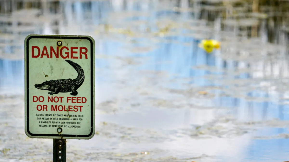 An alligator warning sign is posted in waters near the scene where a man was found dead after going into the lake to retrieve lost disc golf discs at John S. Taylor Park in Largo, Fla., on May 31, 2022. (Martha Asencio-Rhine/Tampa Bay Times via AP)