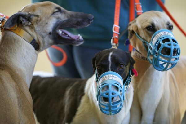 Greyhound Racing