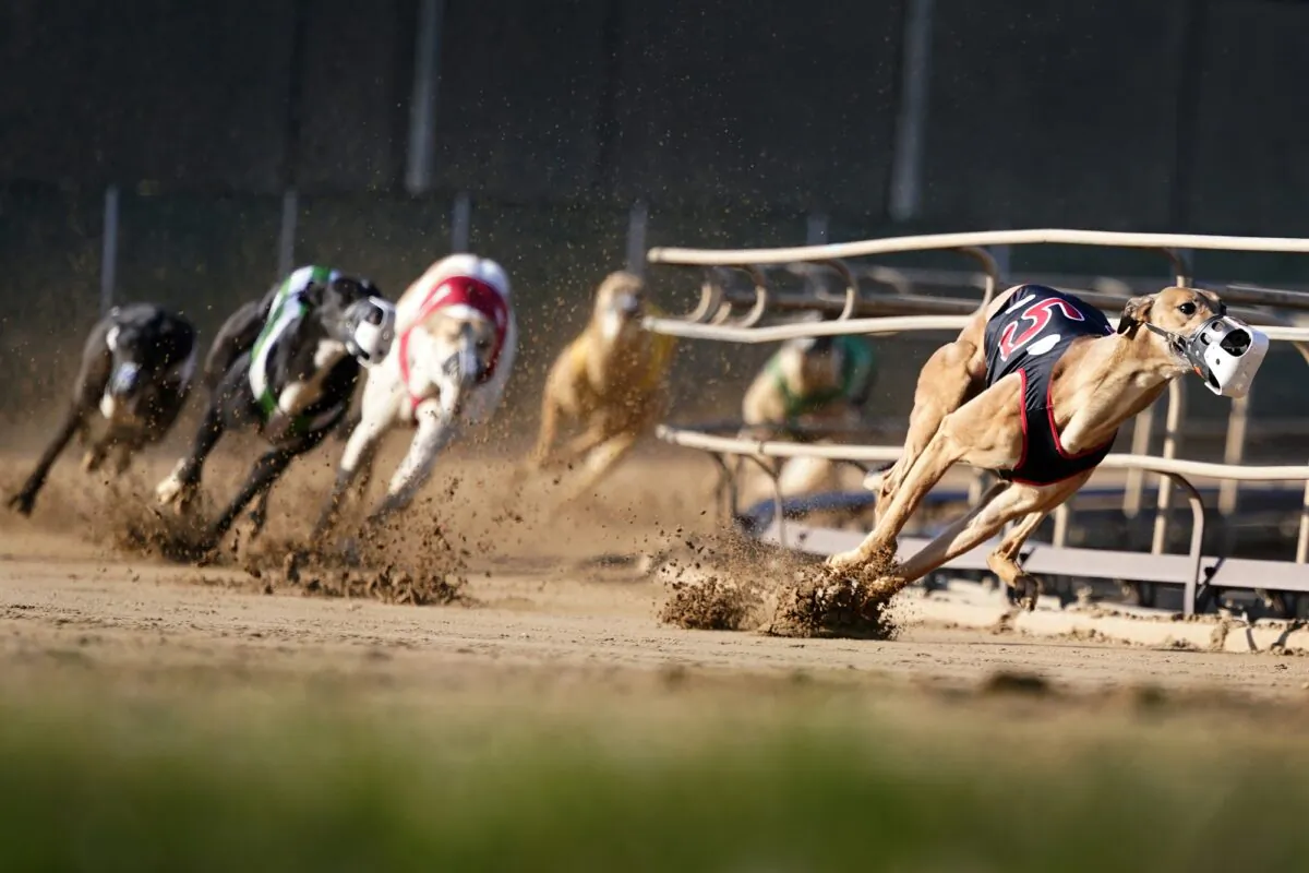 Greyhounds compete in a race at the Iowa Greyhound Park in Dubuque, Iowa on April 16, 2022. (Charlie Neibergall/AP Photo)