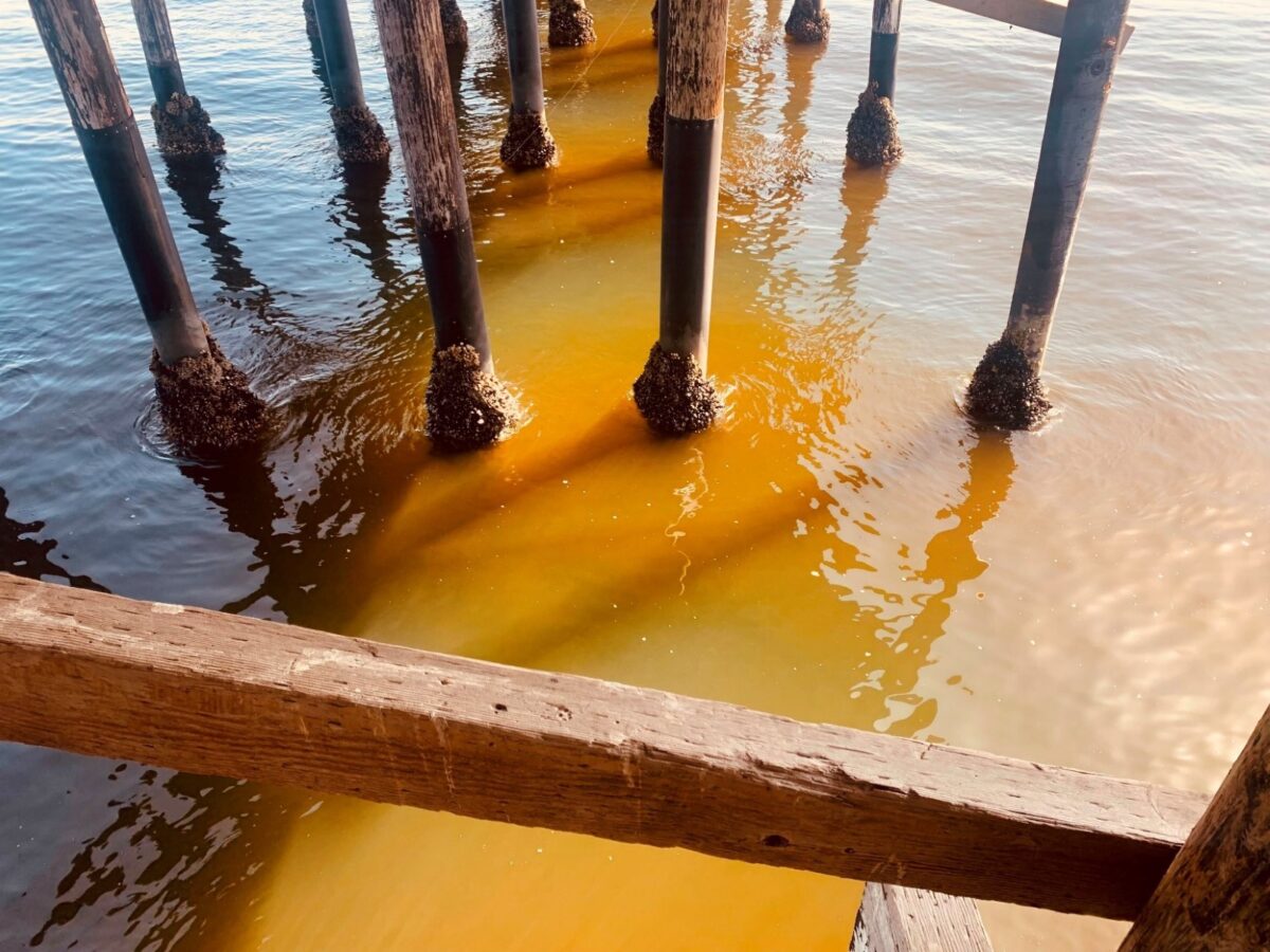 ‘Red Tide’ Algae Bloom Off Coast of Newport Beach Harmful to Birds Expert
