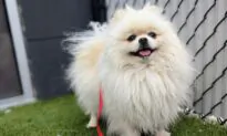San Diego Nonprofit, CDC Partner to Help Ukrainian Pets Cross Border